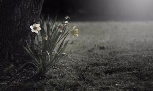 “ดอกดารารัตน์“ ดอกไม้แทนใจถึงพ่อหลวง ร.๙