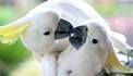 animals in love ความรักเกิดขึ้นได้ทุกที่