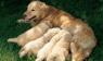 พัฒนาการของเจ้าตูบน้อย