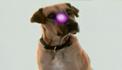 เคเบิ้ลทีวีจัดช่องDog TV เพื่อน้องหมา